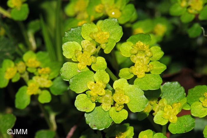 Chrysosplenium oppositifolium