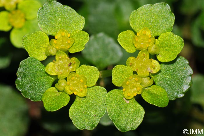 Chrysosplenium oppositifolium