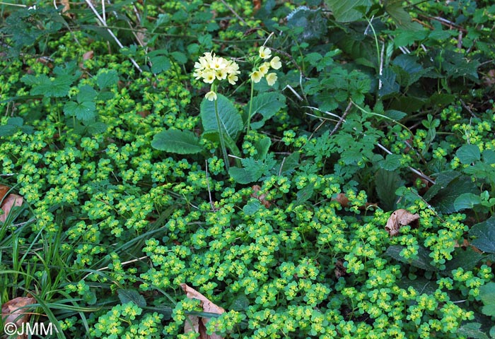 Chrysosplenium oppositifolium & Primula elatior