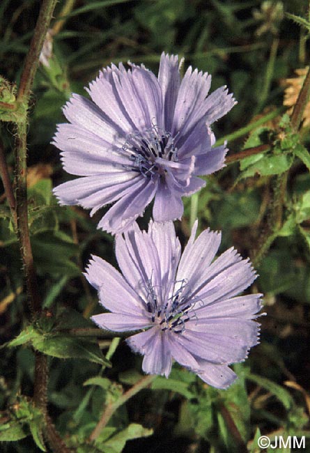 Cichorium intybus