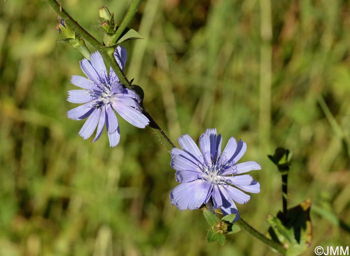 Cichorium intybus