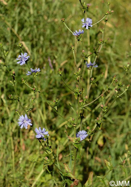 Cichorium intybus