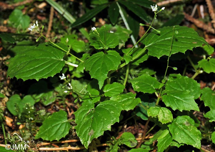 Circaea alpina