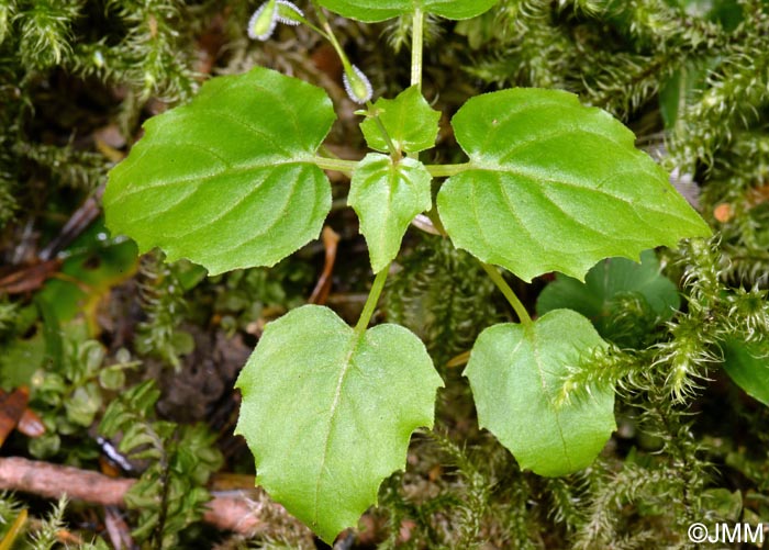 Circaea alpina