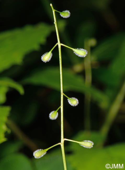 Circaea alpina