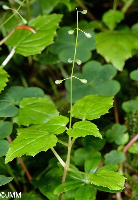 Circaea alpina