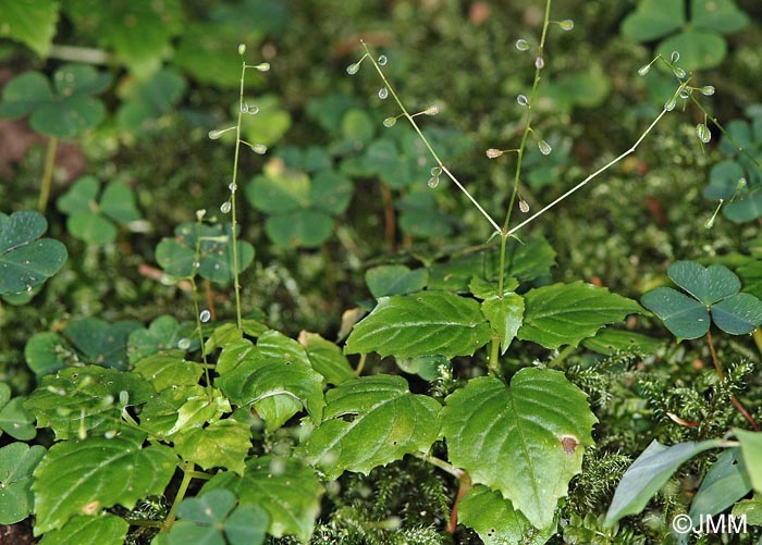 Circaea alpina