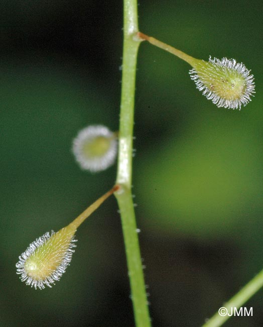 Circaea alpina