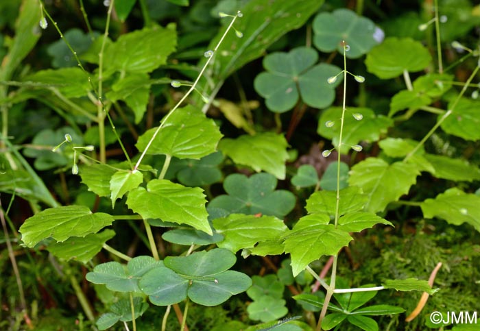 Circaea alpina