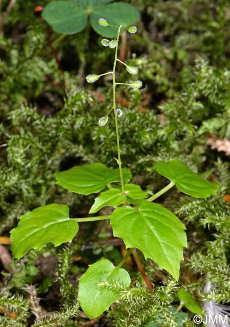 Circaea alpina