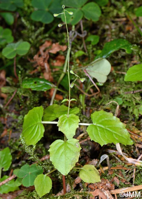 Circaea alpina