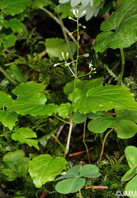 Circaea alpina