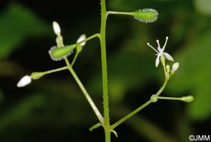 Circaea alpina