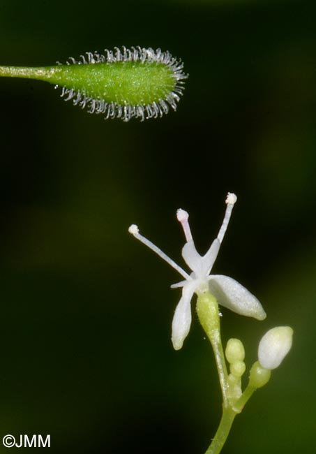 Circaea alpina