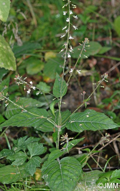 Circaea lutetiana