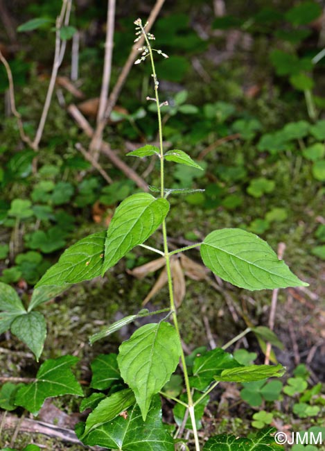 Circaea lutetiana