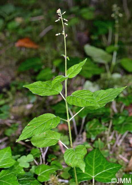 Circaea lutetiana