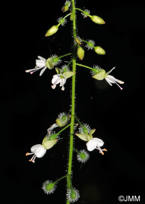 Circaea lutetiana