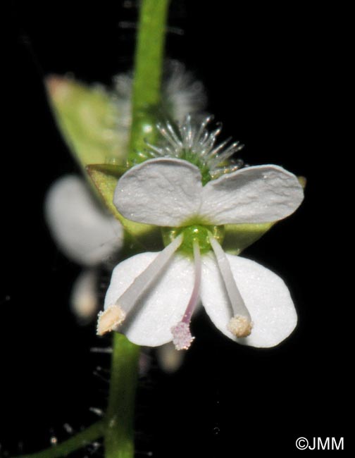 Circaea lutetiana