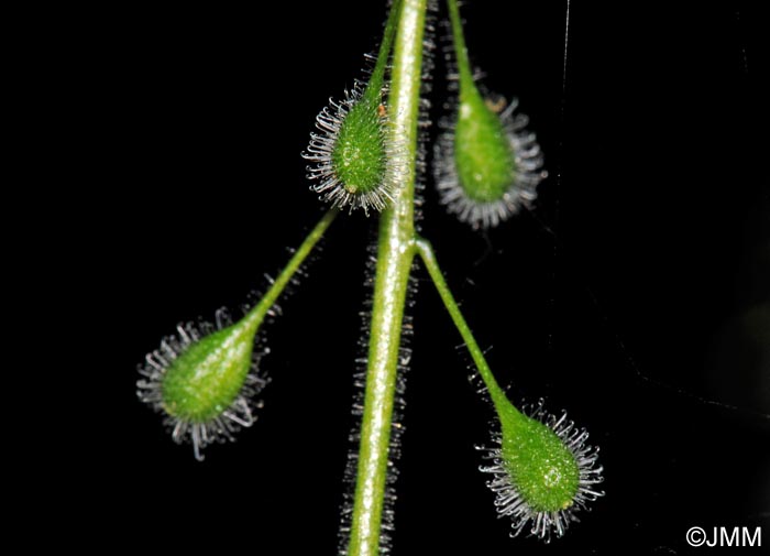 Circaea lutetiana