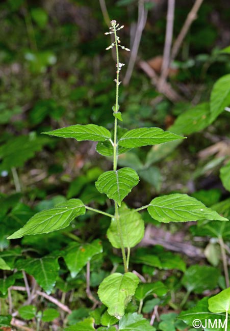 Circaea lutetiana