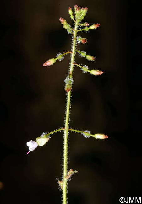 Circaea lutetiana