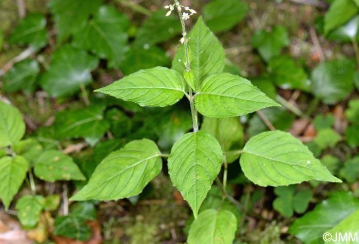 Circaea lutetiana