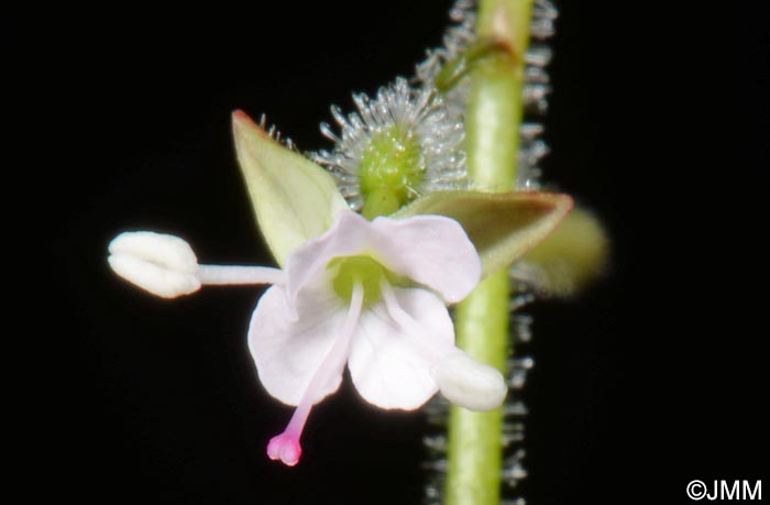 Circaea lutetiana