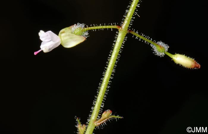 Circaea lutetiana