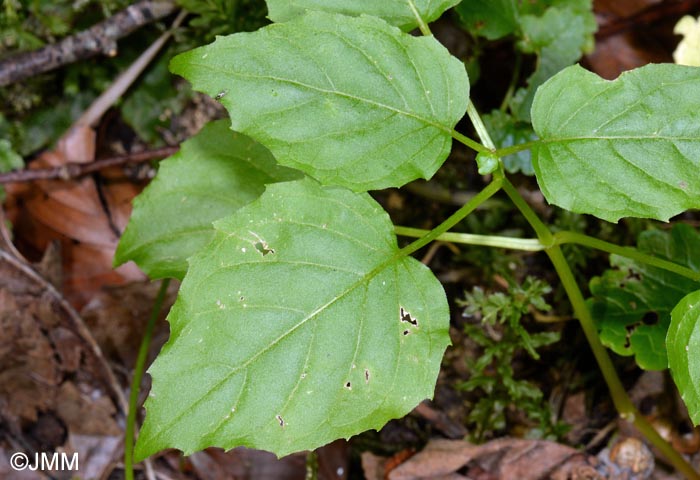 Circaea x intermedia