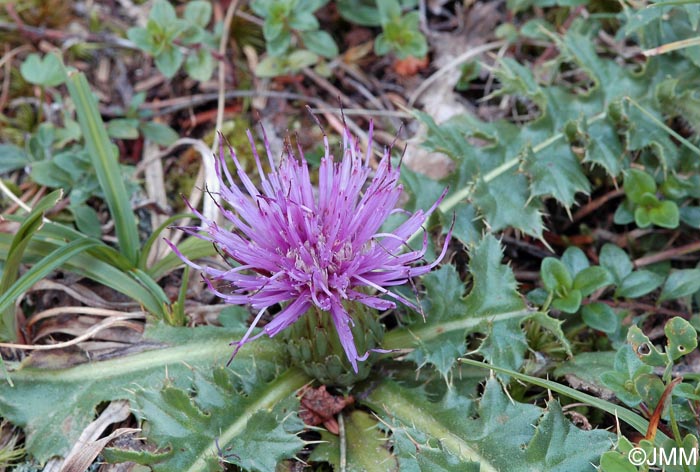 Cirsium acaulon = Cirsium acaule