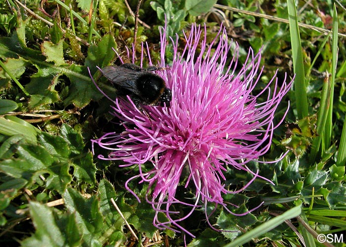 Cirsium acaulon = Cirsium acaule