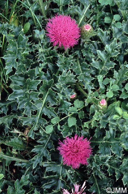 Cirsium acaulon = Cirsium acaule