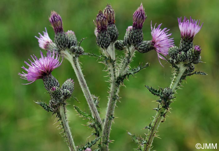 Cirsium arvense