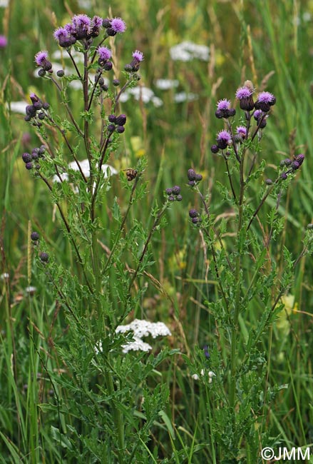 Cirsium arvense