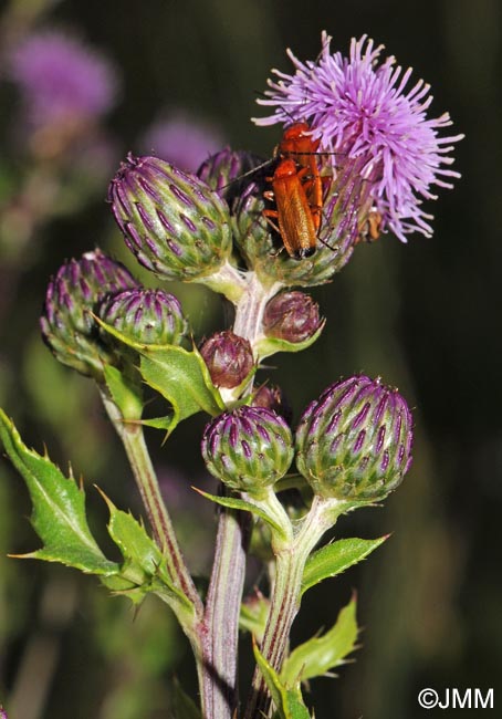 Cirsium arvense