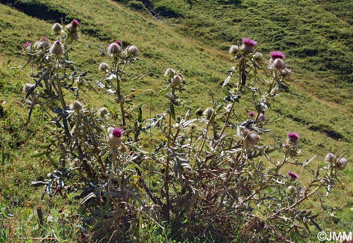 Cirsium eriophorum