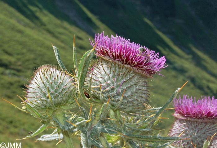 Cirsium eriophorum