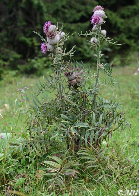 Cirsium eriophorum