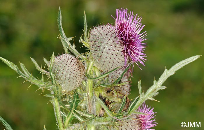 Cirsium eriophorum