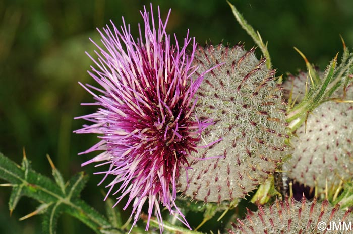 Cirsium eriophorum