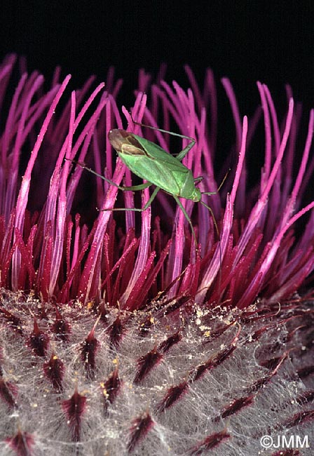 Cirsium eriophorum