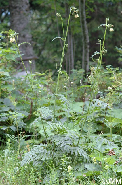 Cirsium erisithales