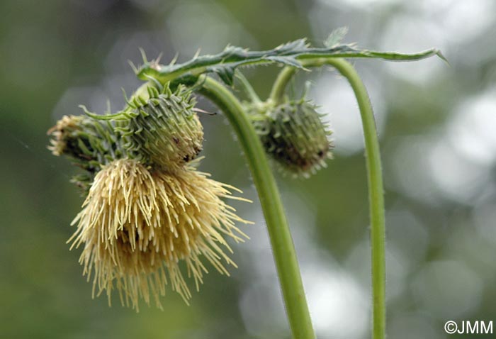 Cirsium erisithales