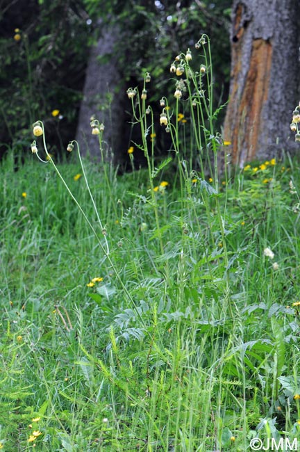 Cirsium erisithales