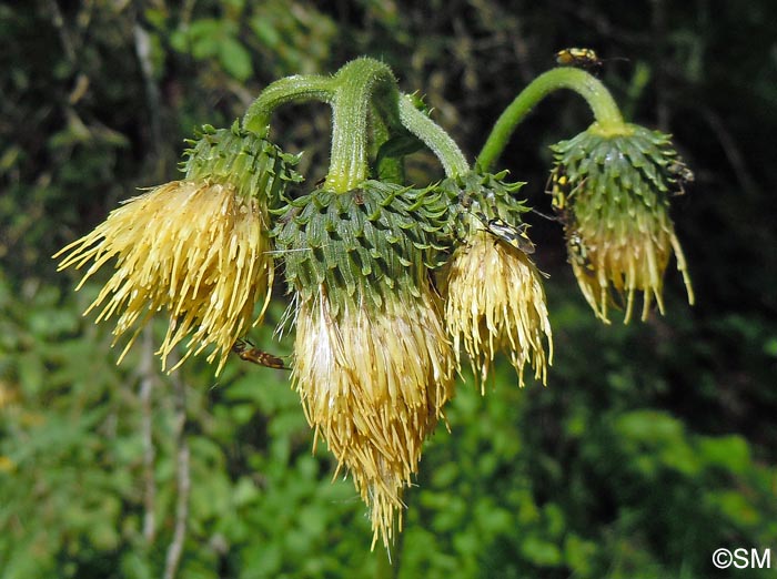 Cirsium erisithales