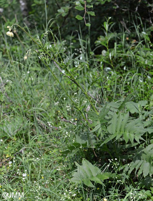 Cirsium erisithales