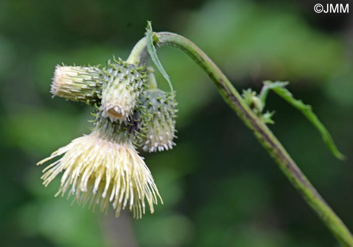 Cirsium erisithales