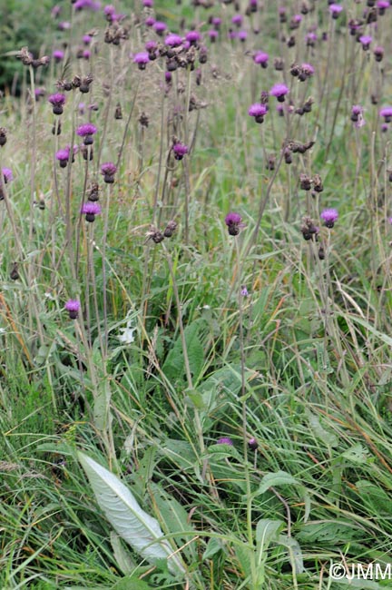 Cirsium heterophyllum = Cirsium helenioides