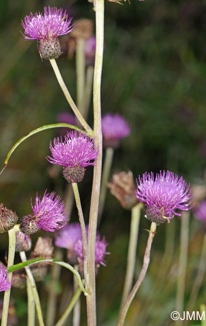 Cirsium heterophyllum = Cirsium helenioides